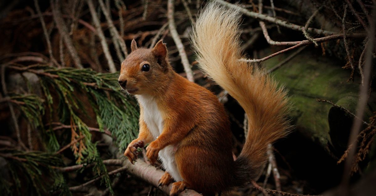 Scotland's native wildlife | National Museums Scotland