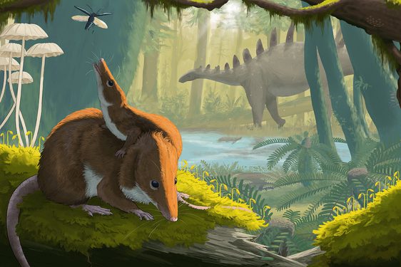 This illustration shows two brown Krusatodon, an adult and a juvenile, in a jurassic setting in Skye. In the background is a grey-green stegosaur with ridges along its back.