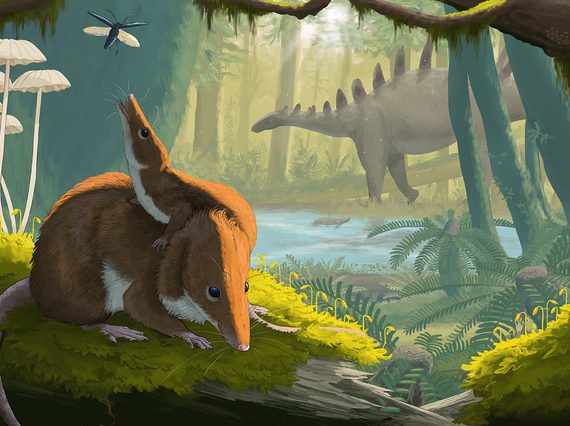 This illustration shows two brown Krusatodon, an adult and a juvenile, in a jurassic setting in Skye. In the background is a grey-green stegosaur with ridges along its back.