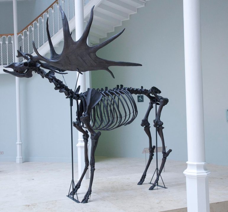 Skeleton in black of a giant deer with huge antlers, standing in the bright and spacious Grand Gallery in the National Museum of Scotland.