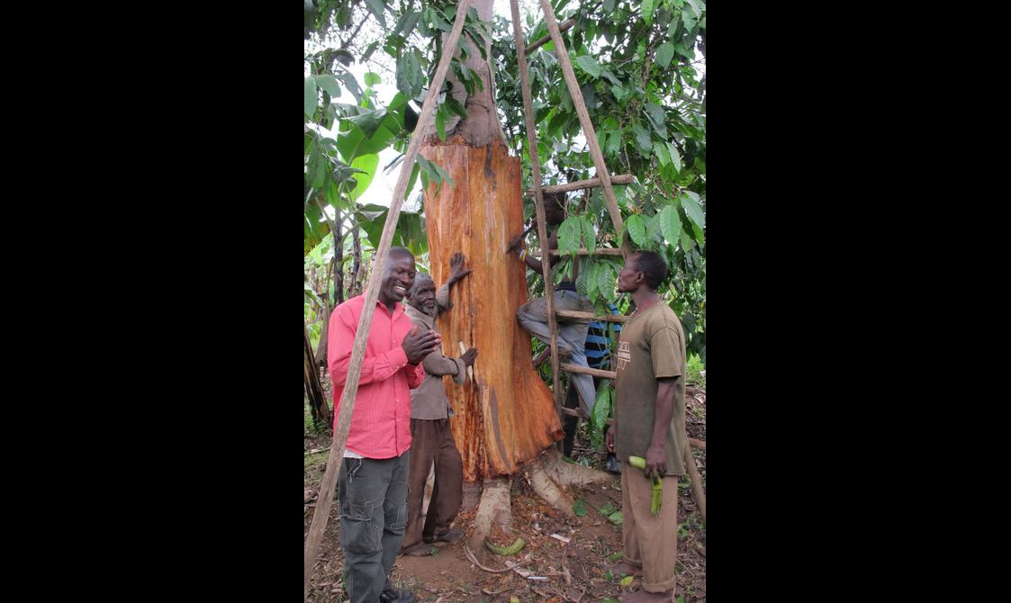 Four men standing at the base of a large tree with a ladder resting against it.