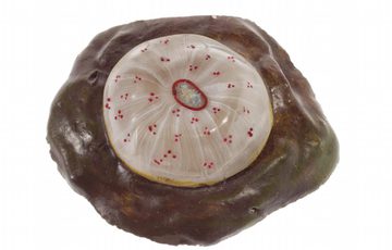 A colourful glass sculpture depicting a brown rock with a white jellyfish like creature speckled with red dots