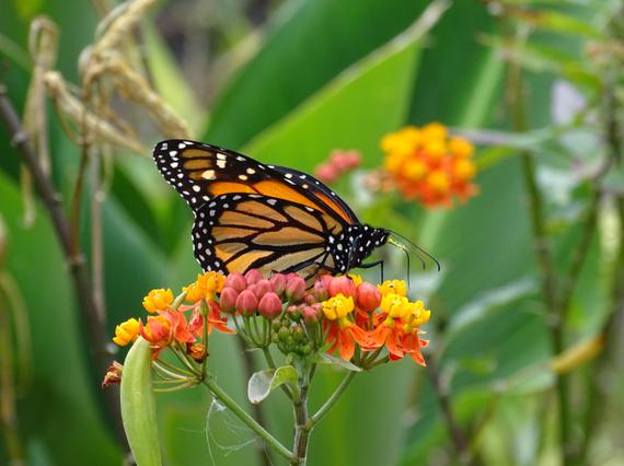A black and orange butterfly with white spots perched on pink and yellow flowers