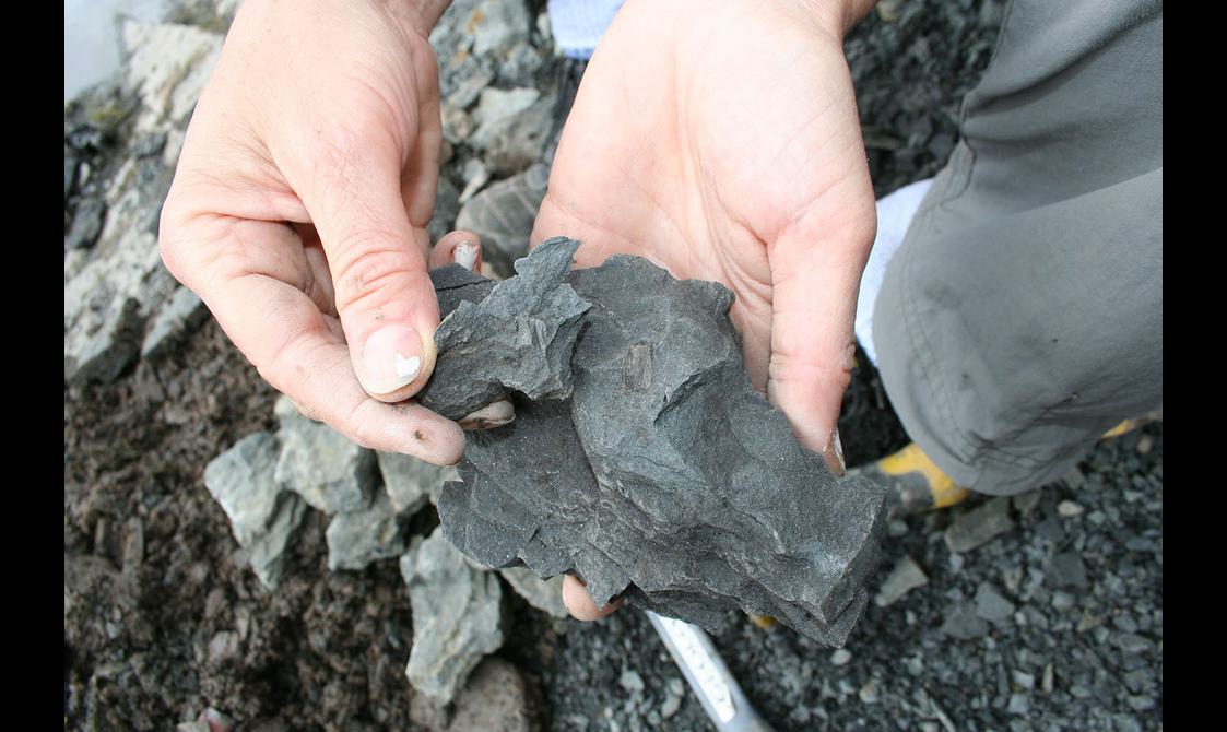 a pair of hands holding slate grey fossilied rocks