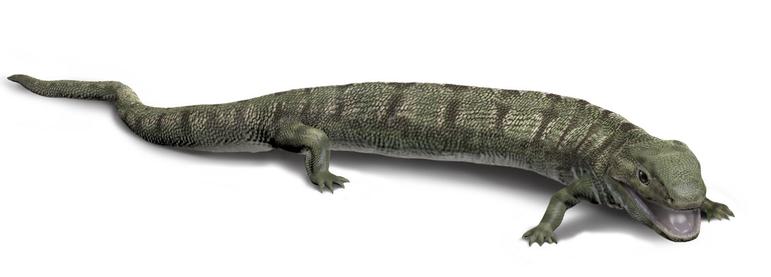 Illustration of a dark green lizard like creature with four short legs and a long tail