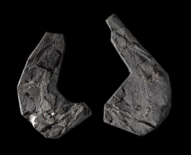 Two curved grey fossiled stones against a black background