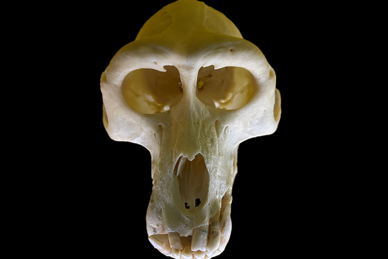 Skull of adult Siberut Macaque facing forward with a black background.