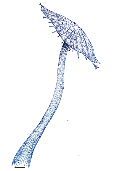Drawing in blue ink of a mushroom-shaped plant with a long stem and small top.