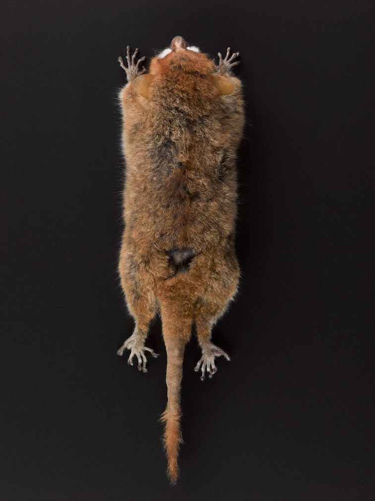 Body of mouse lemur on display against a black background.