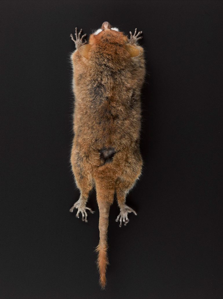 Body of mouse lemur on display against a black background.
