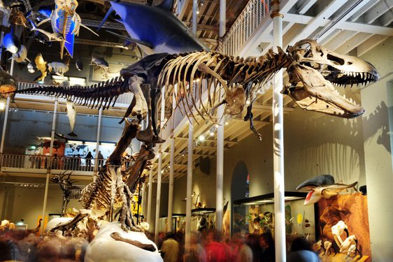 A T.Rex skeleton stands amidst models and skeletons of other animals in a museum