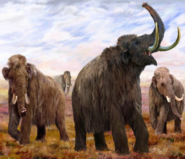 A painting of four large woolly mammoths in a grassy landscape