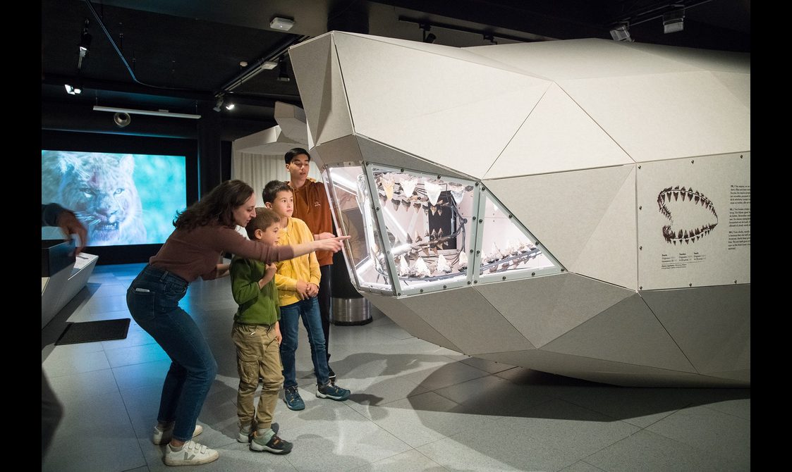 The teeth of a megalodon shark, set in a glass display case in the lifesize shape of the megalodon's jaw.