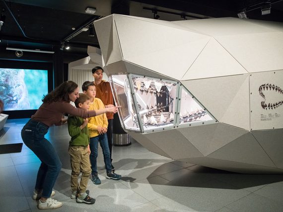 The teeth of a megalodon shark, set in a glass display case in the lifesize shape of the megalodon's jaw.