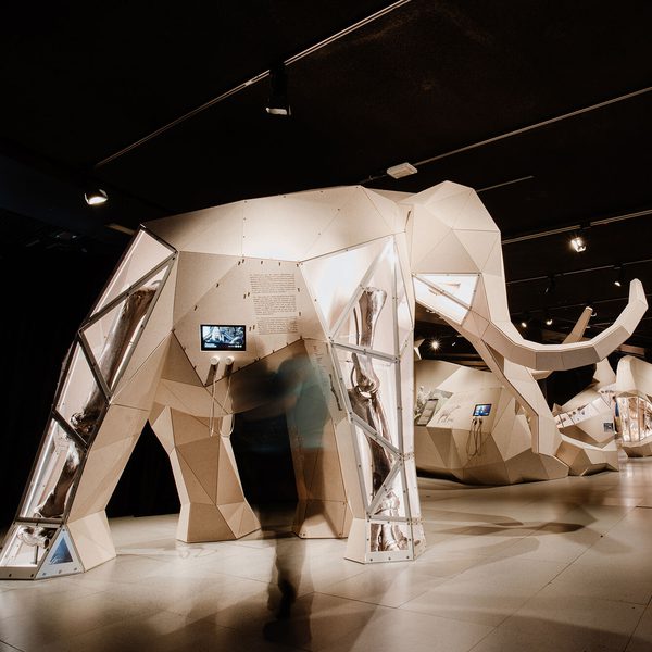 Large 3D origami like sculptures of giant animals, in the giants exhibition space. In the foreground is a woolly mammoth, with glass panels on the legs that show real fossilised bones inside.
