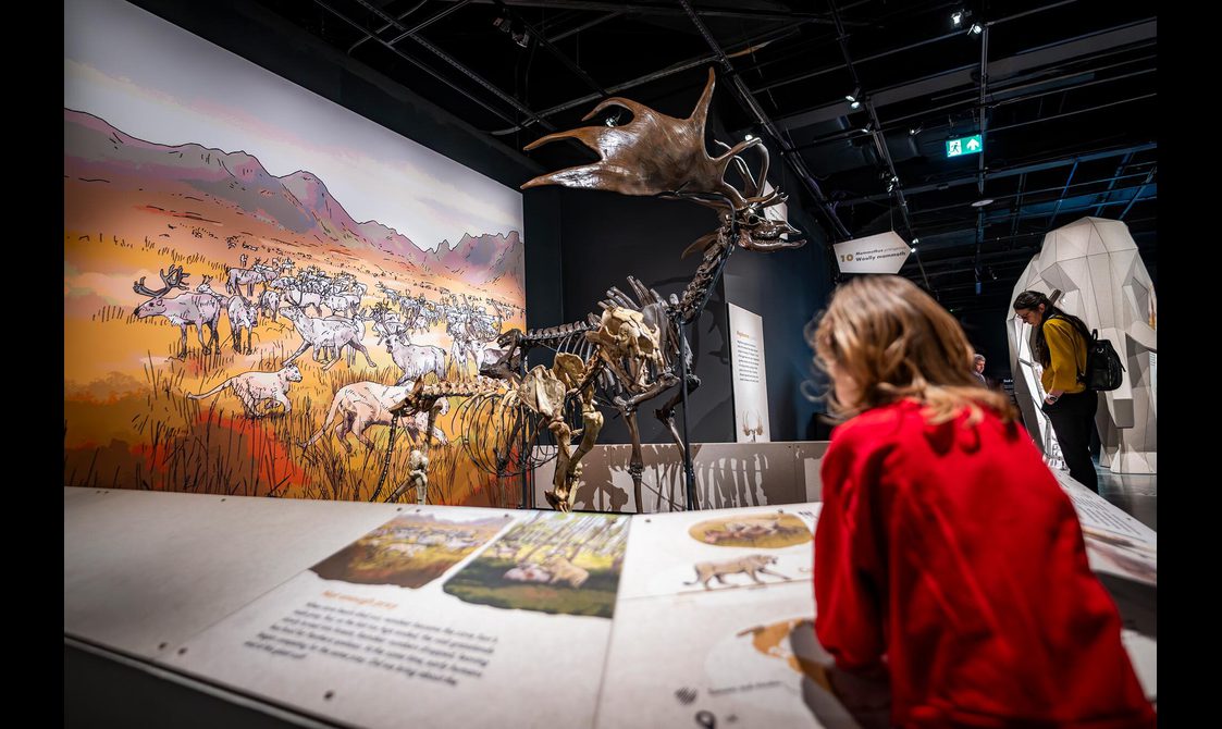 Visitors read labels in front of a skeleton cave lion and a skeleton of a giant deer.