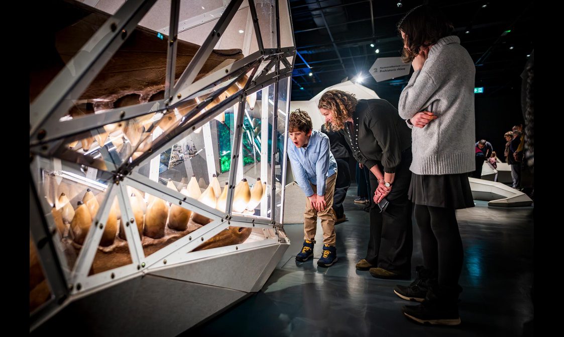 A parent and child look at a large set of teeth of a prehistoric sperm whale held in an origami-style glass case.