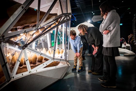 A parent and child look at a large set of teeth of a prehistoric sperm whale held in an origami-style glass case.