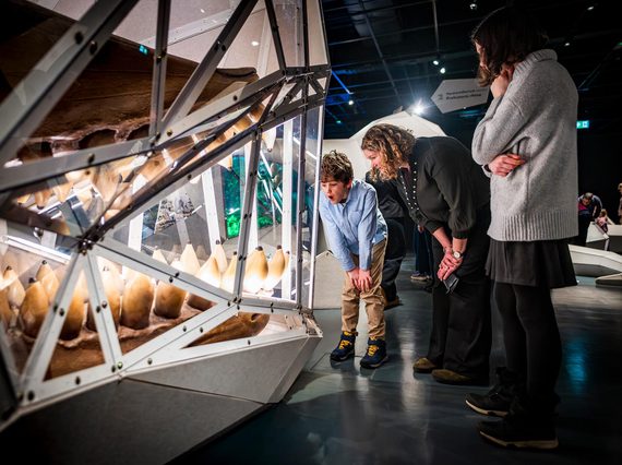 A parent and child look at a large set of teeth of a prehistoric sperm whale held in an origami-style glass case.