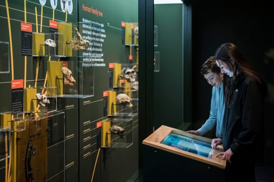 Two young people are looking at a gallery interactive screen, in the monkeys exhibition. They're standing in front of a display case full of primate skulls.