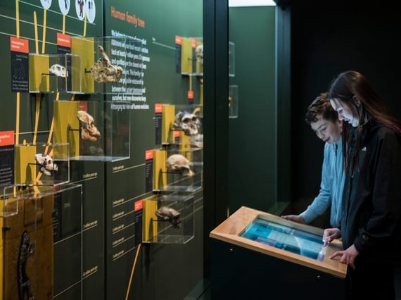 Two young people are looking at a gallery interactive screen, in the monkeys exhibition. They're standing in front of a display case full of primate skulls.