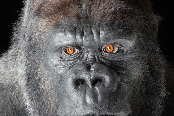 A taxidermy specimen of a Western Lowland Gorilla. The specimen is looking directly at the camera and is in frame from the shoulders up.