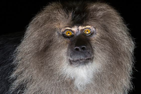 Monkey with yellow eyes and a grey mane.