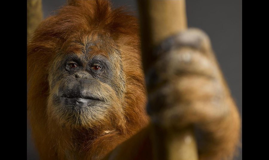 Monkeys: Our Primate Family | National Museums Scotland