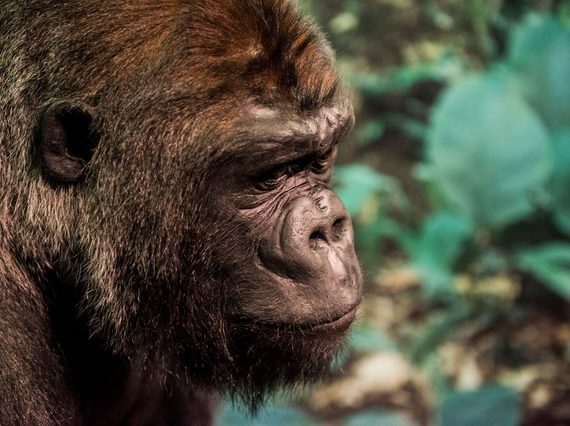 A Taxidermy gorilla specimen is in profile, looking to the right of the camera. Behind him is some foliage.