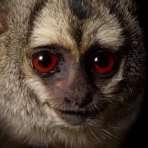 Close up of a taxidermy specimen of a grey legged douroucouli, looking directly at the camera. The douroucouli has grey fur, and a round face with a flat nose. It's main features are its eyes, which are red, striking, and looking directly at the camera.