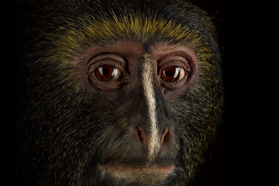 Close up of a taxidermy specimen of the Hamlyn's monkey, looking directly at the camera.