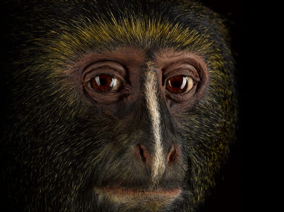 Close up of a taxidermy specimen of the Hamlyn's monkey, looking directly at the camera.