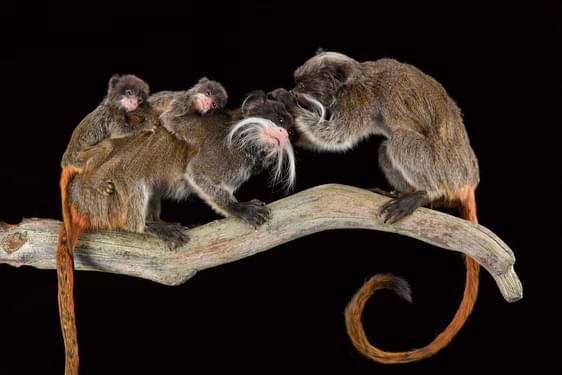 A tacidermied family of emperor tamarins are sat on a log. One of them looks like it is whispering in the other's ear.