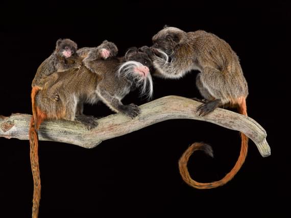 A tacidermied family of emperor tamarins are sat on a log. One of them looks like it is whispering in the other's ear.