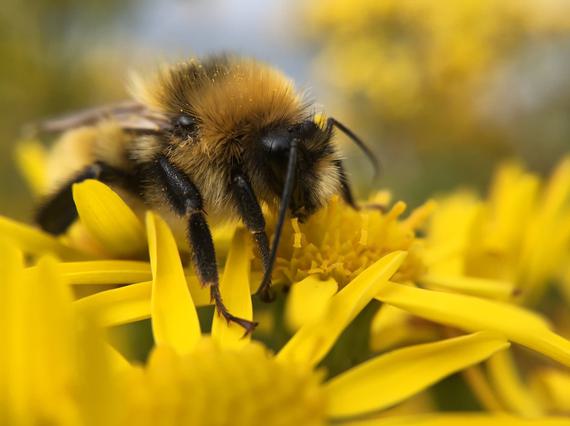 A bumblebee feeding on pollen from a yellow flower.