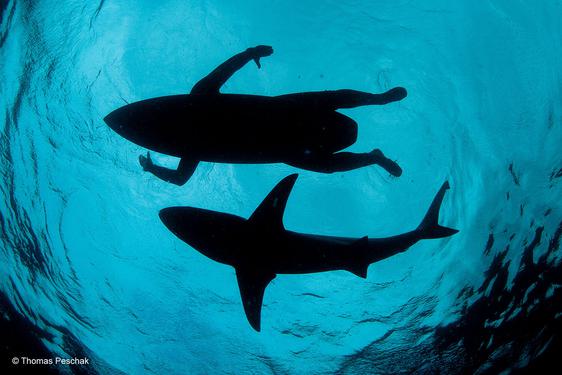 View looking up to the surface of the sea with the outlines of a surfer on a board nexto to a shark swimming.