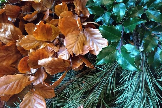 An array of winter foliage - brown leaves, holly and pine