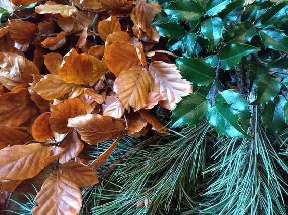 An array of winter foliage - brown leaves, holly and pine