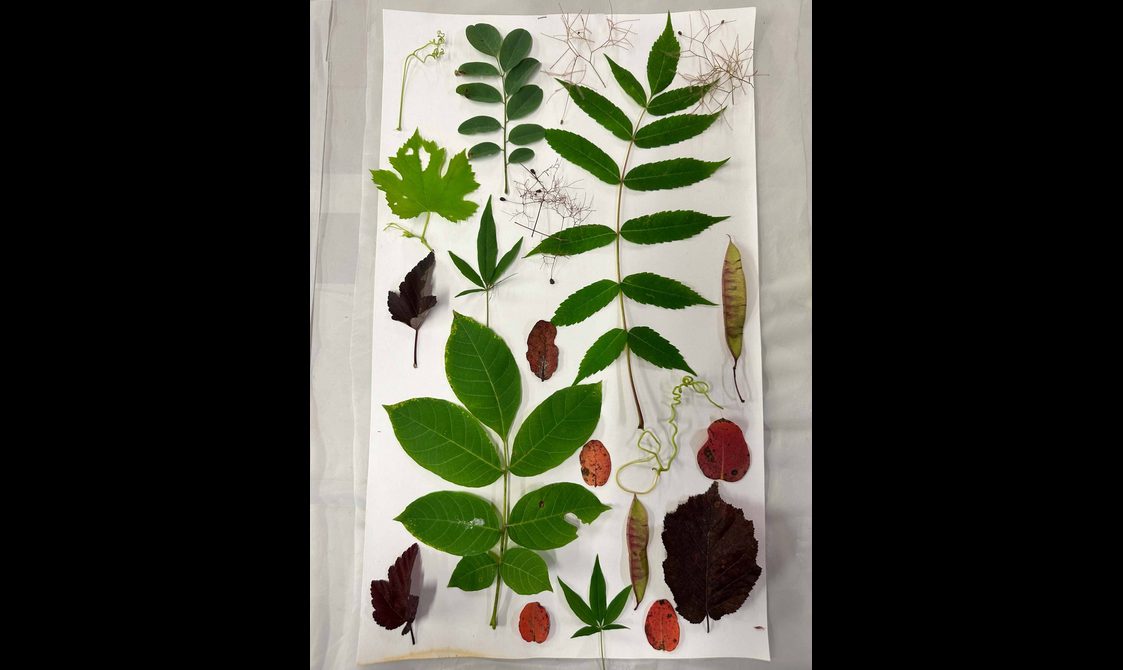 Plants laid out on top of a long rectangle of white fabric.
