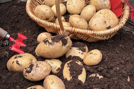 Potatoes being harvested with a fork