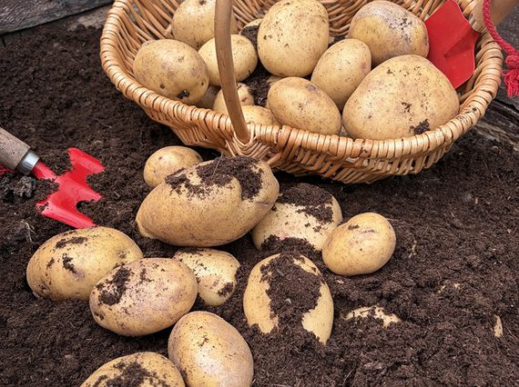Potatoes being harvested with a fork