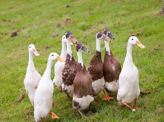 A group of ducks are walking across a field
