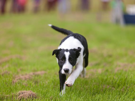 A sheepdog running through grass.