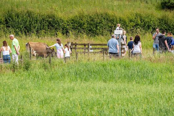 A group of people walking through the countryside. One of the visitors is petting a brown cow.