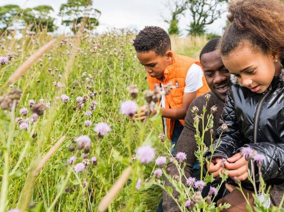 A family of three in a garden picking flowers.