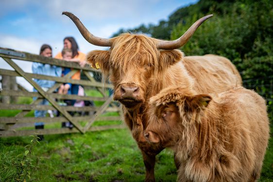 A family stand behind a wooden gate looking at two highland cows.