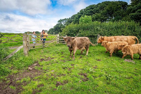 A family standing behind a wooden gate looking at a group of highland cows