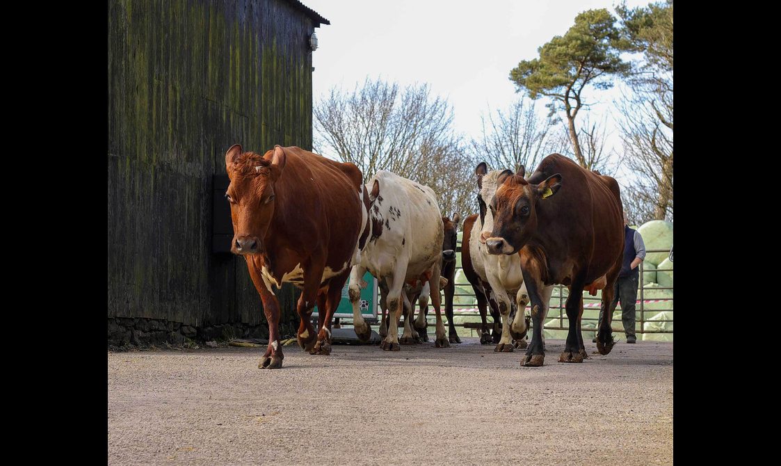 A herd of cows walking across a tarmac surface on a farm.