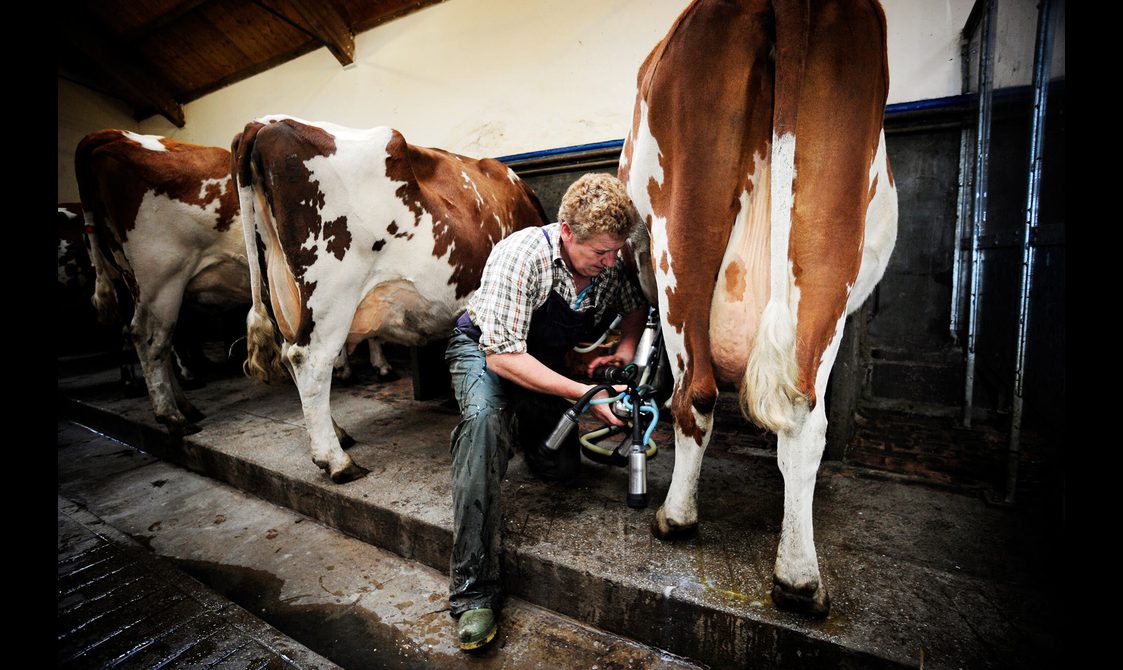 A farmer milking cows in a stable.