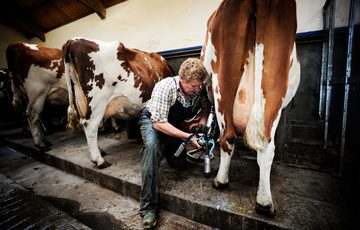 A farmer milking cows in a stable.